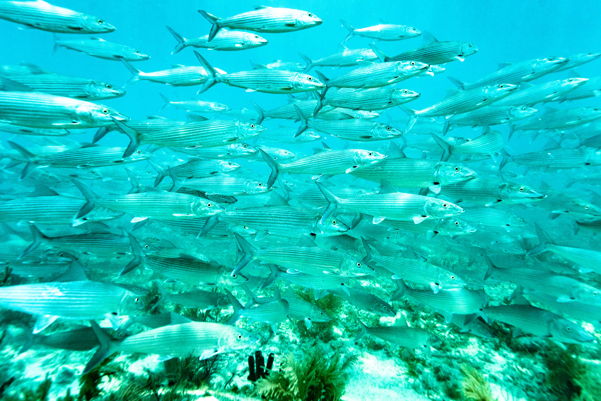 Bonefish prespawning aggregation site