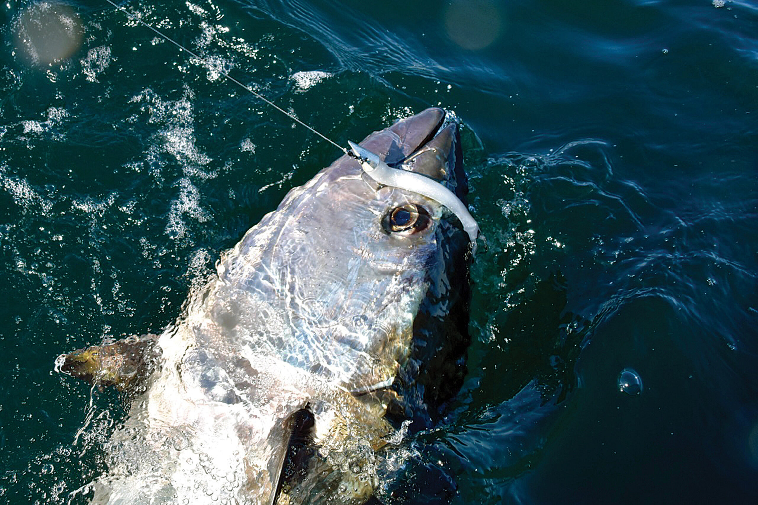 Catching giant bluefin tuna on spinning tackle in Cape Cod, Mass