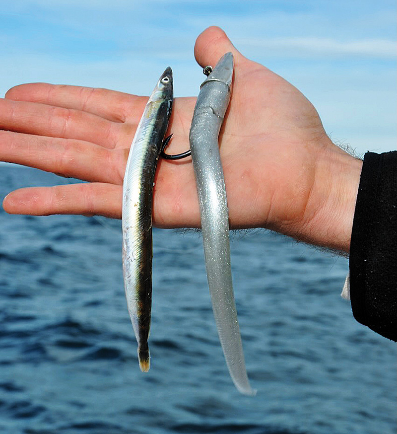 Ron Z lure matching bluefin tuna bait