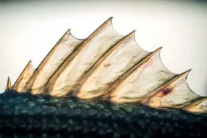 How to catch striped bass in mid summer