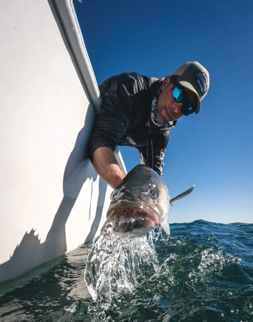 Releasing a nice striped bass striper fishing