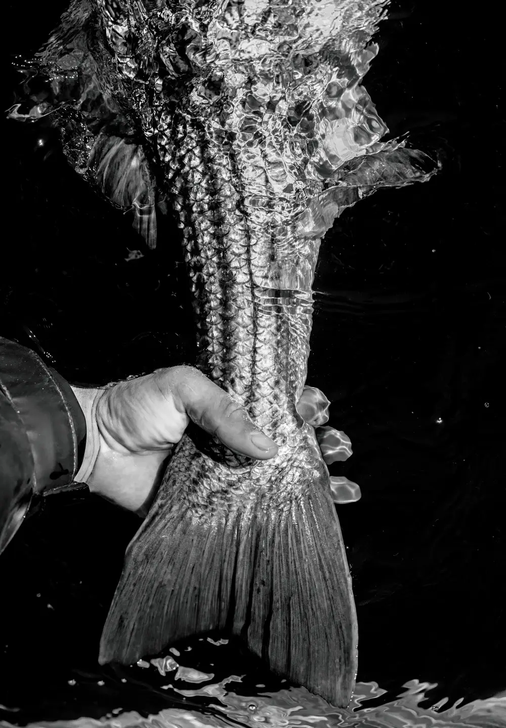 Striped bass at night
