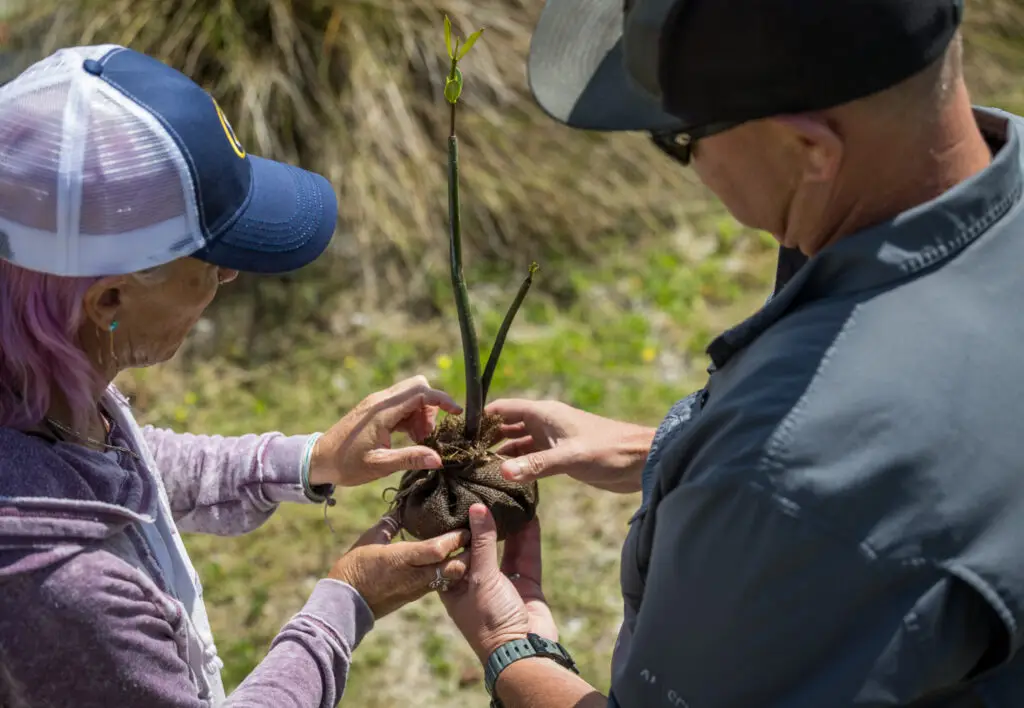 Derek and Cory Redwine plant mangroves