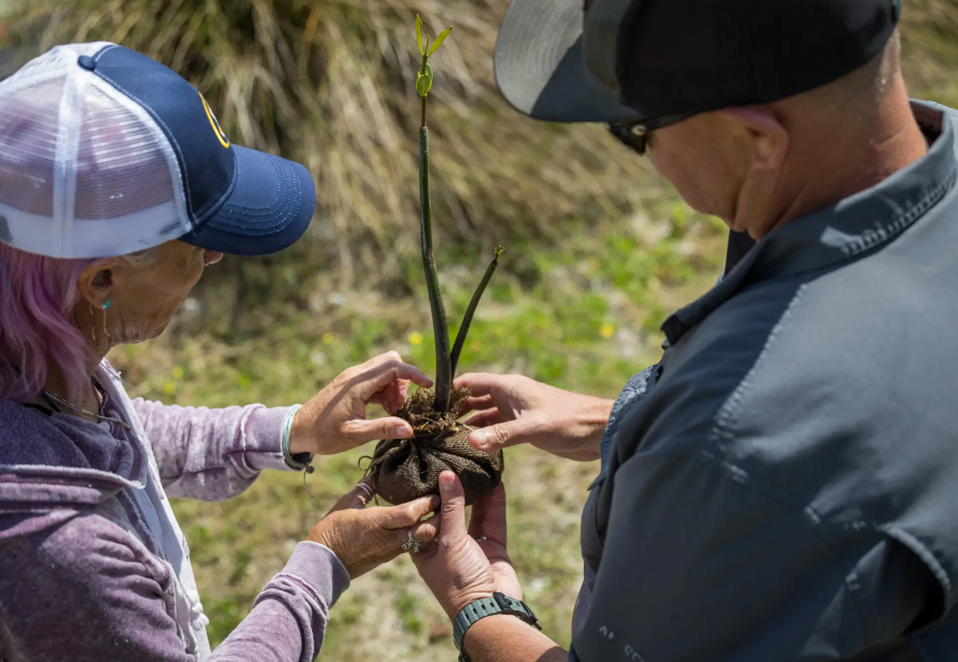 Derek and Cory Redwine plant mangroves