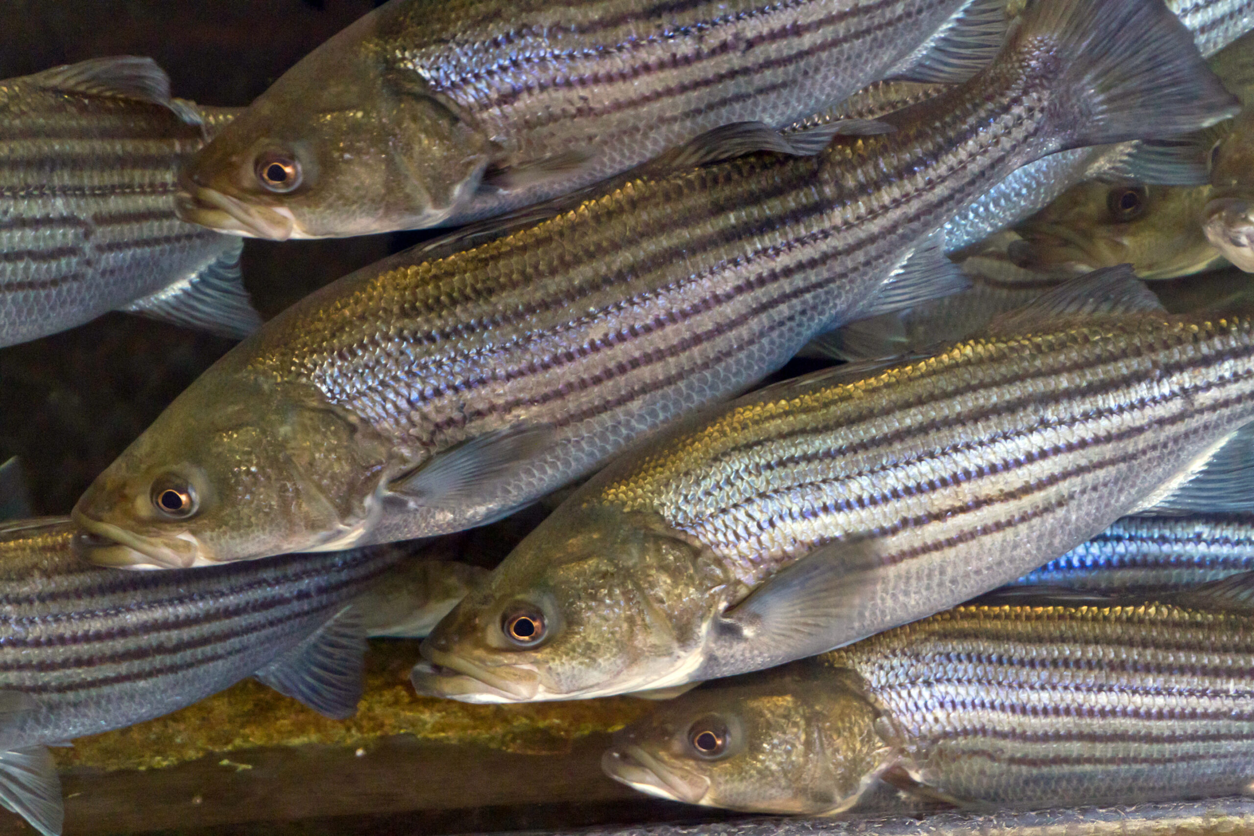 Striped bass
