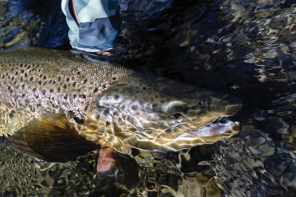 Brown Trout New Zealand