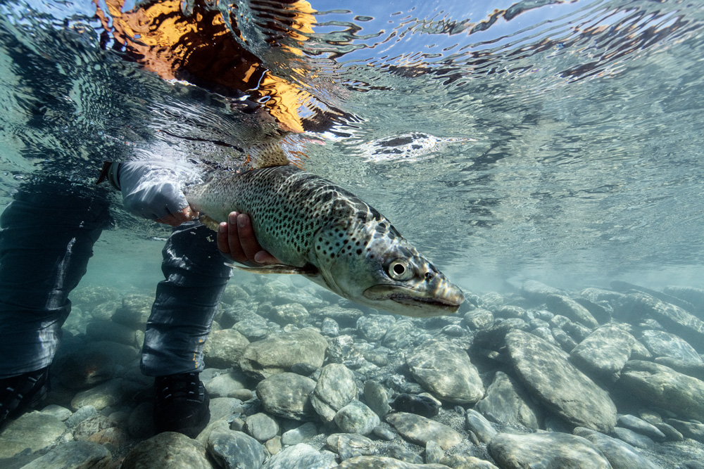 New Zealand Trout