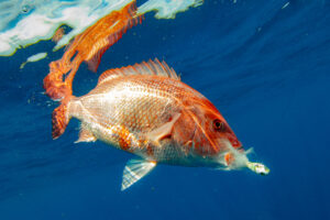 Red snapper management