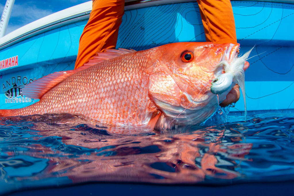 Red snapper management