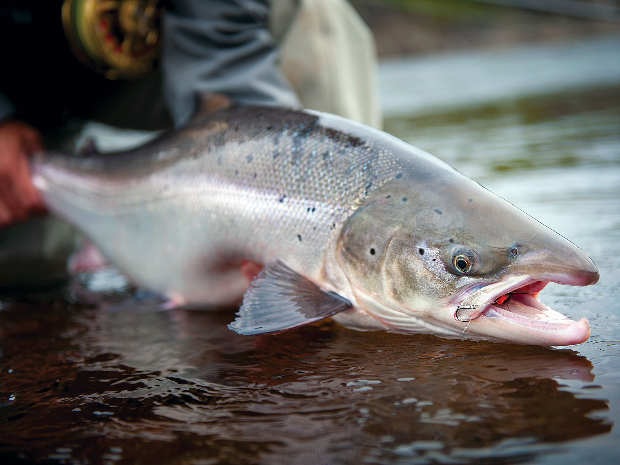 AJ-Fall25-Kola-BrianGrossenbacher-0337 Salmon caught along a river
