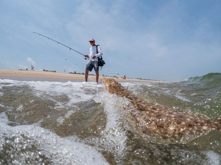 Surf fishing for fluke