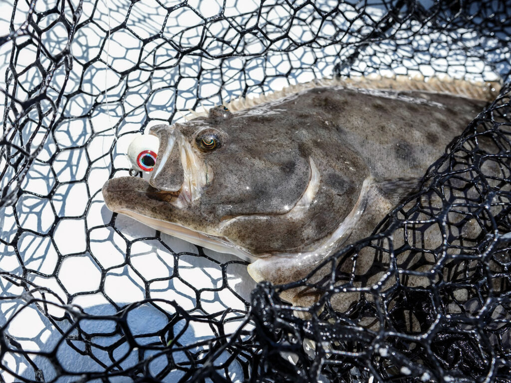 Fluke in the net on a boat