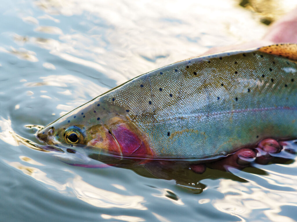 Trout being released in Montana