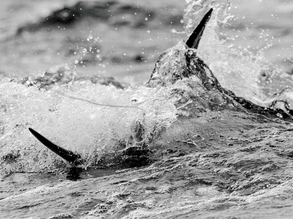 Billfish caught on camera