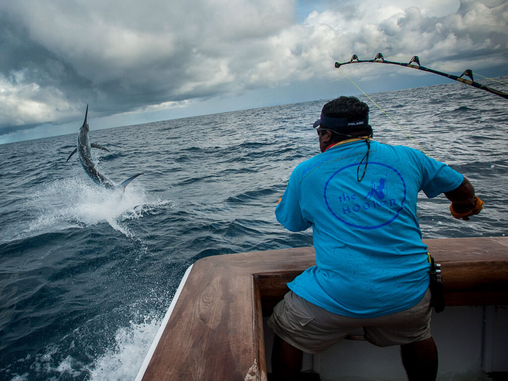 Marlin jumping out of the water