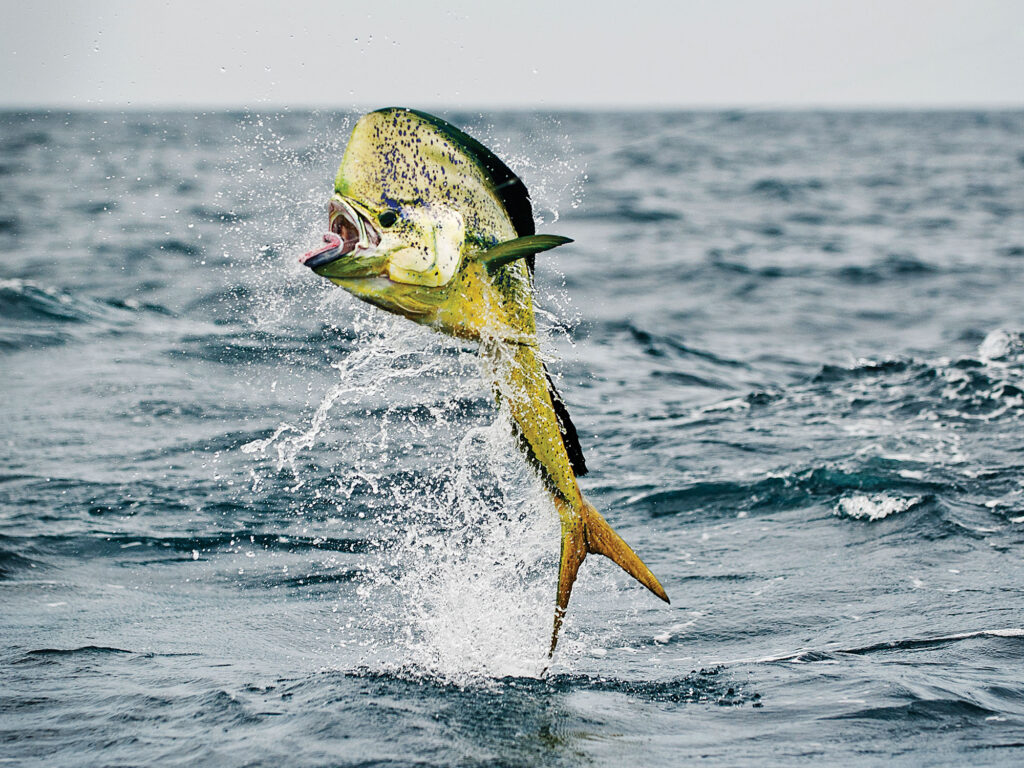 Mahi jumping out of the water
