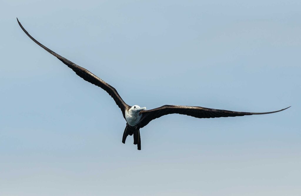 Following birds to the fish