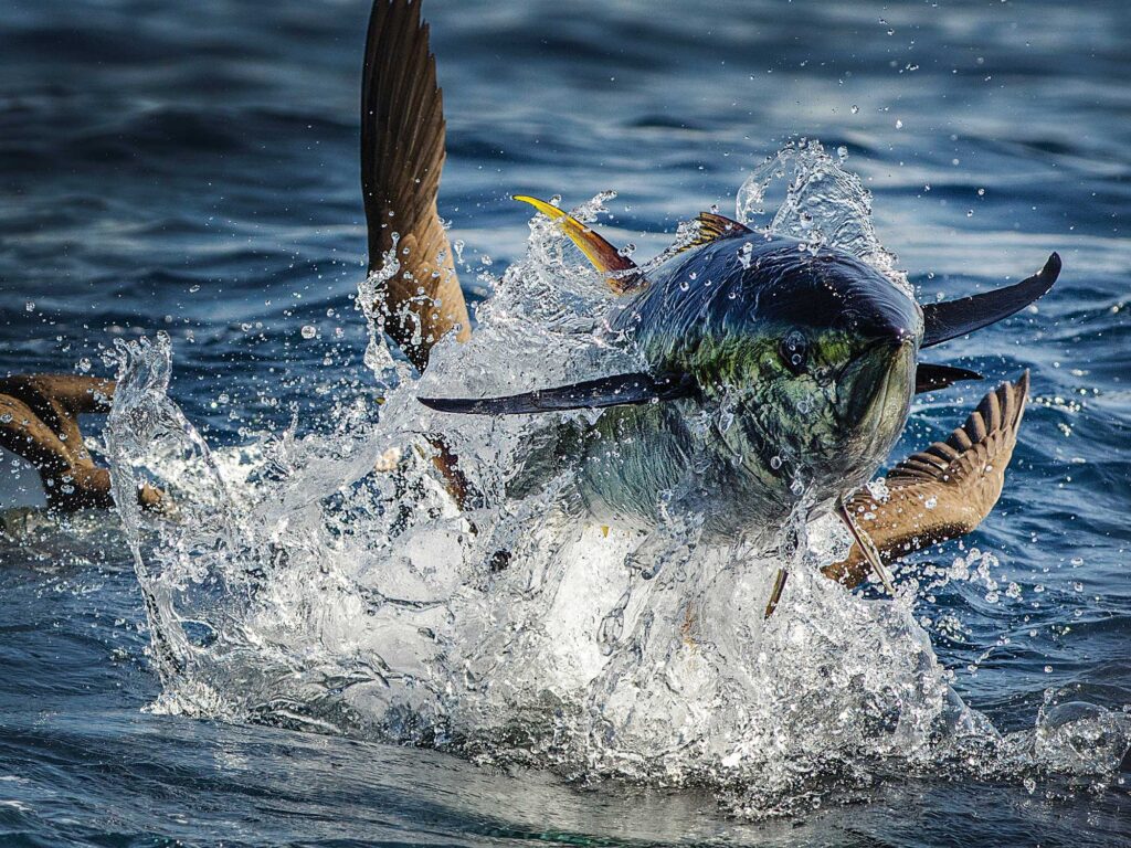 Tuna jumping out of the water
