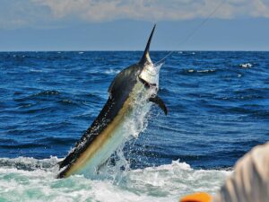 Marlin trying to shake the hook