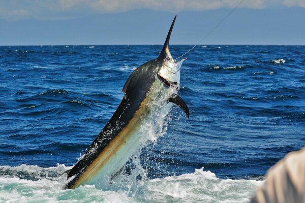 Marlin trying to shake the hook
