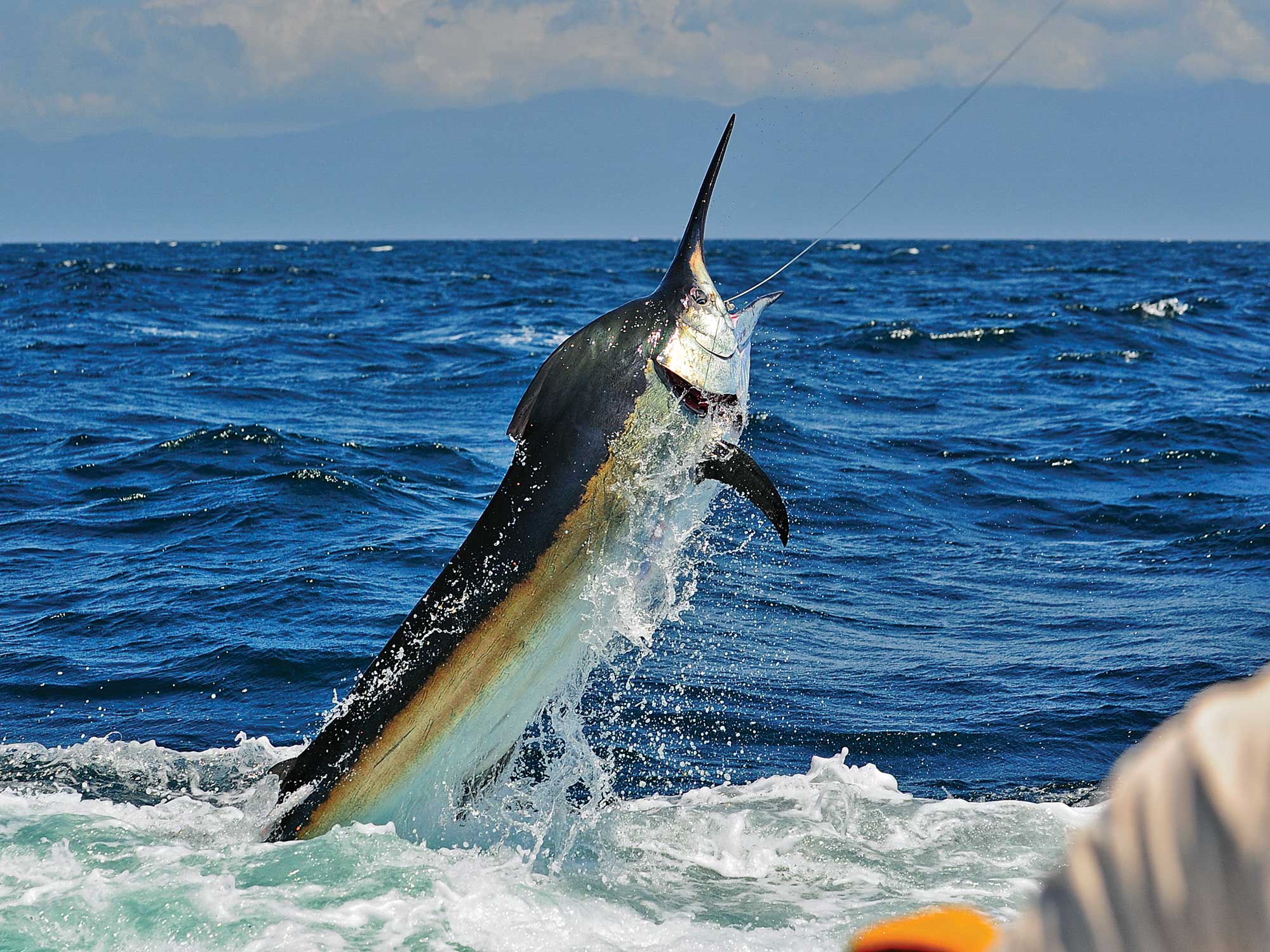 Marlin trying to shake the hook