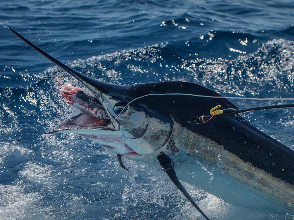 Marlin with lure in its mouth