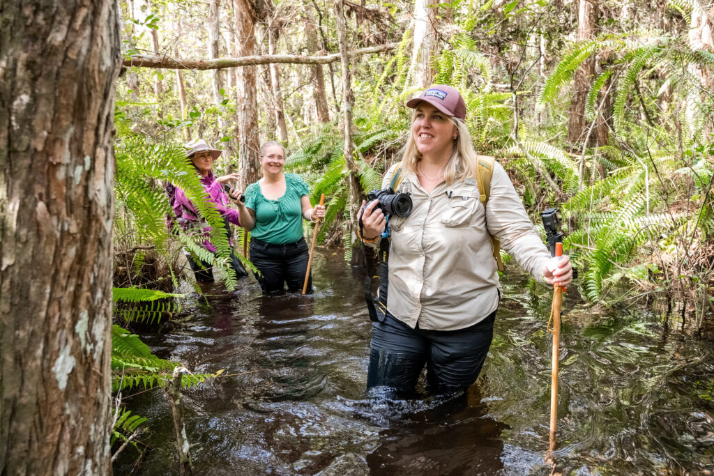Swamp Wander, Big Cypress National Preserve