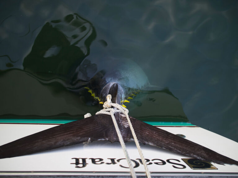 Large tuna roped at the boat