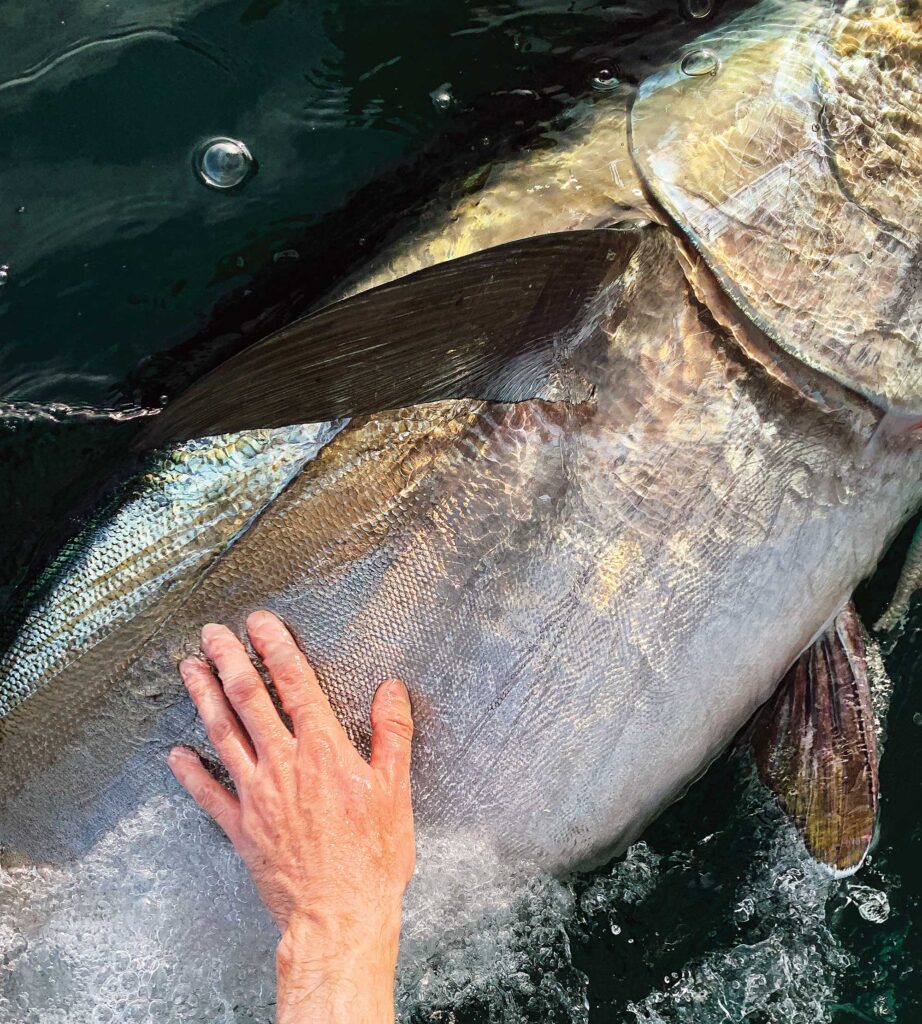 Releasing a large tuna