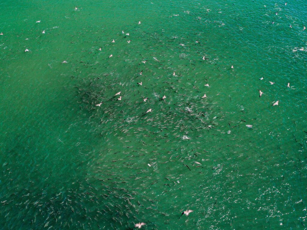 School of striped bass from overhead