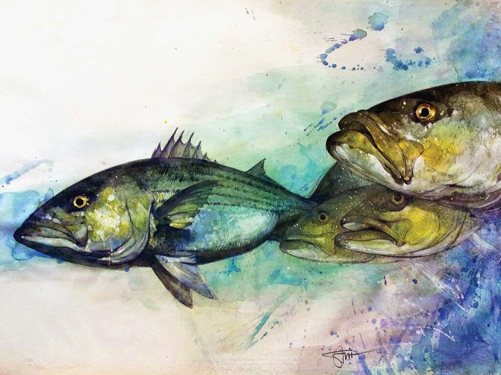 Artwork of striped bass