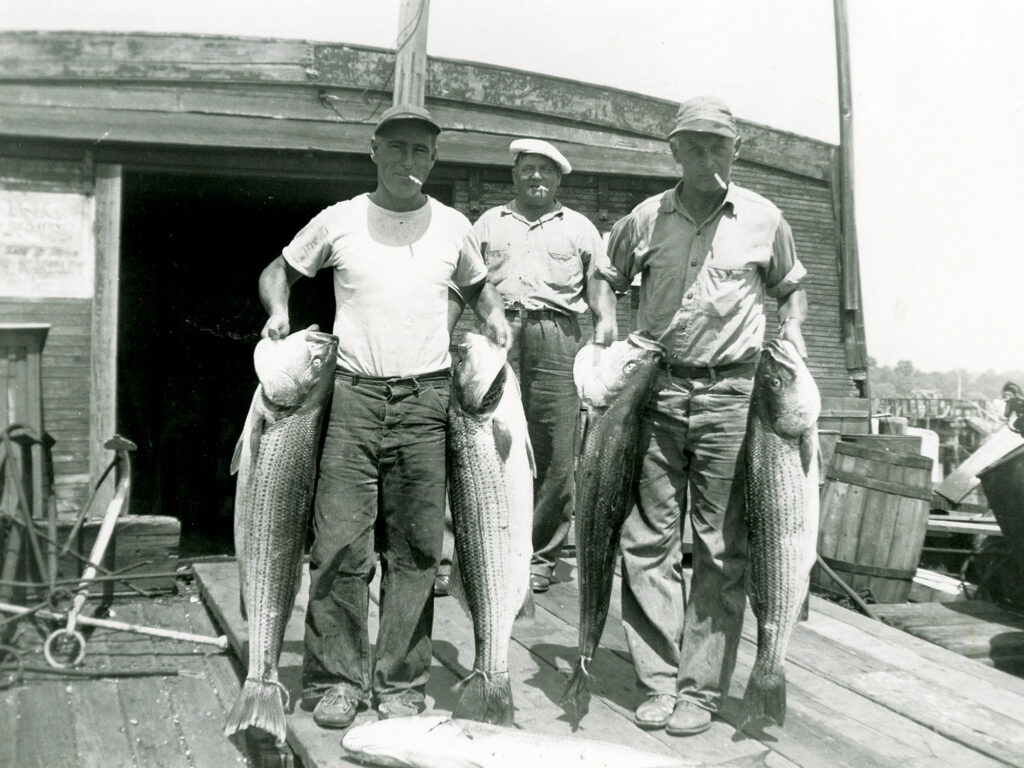 Charter skippers with striped bass