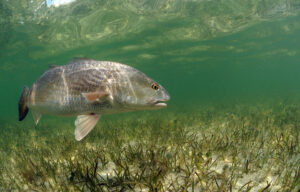 ASA opposed reduction of menhaden buffer in the Gulf of Mexico.