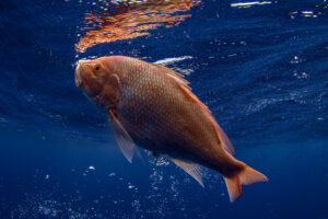 Florida red snapper season