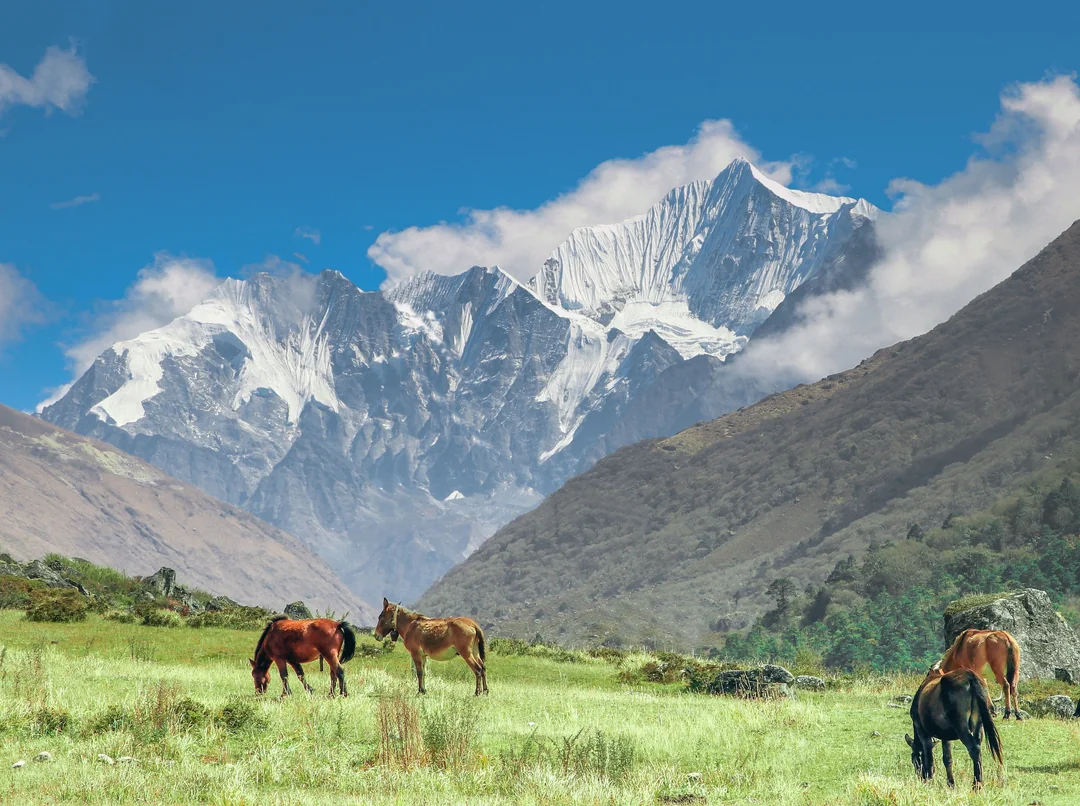 Grazing pasture in Langtang region with horses