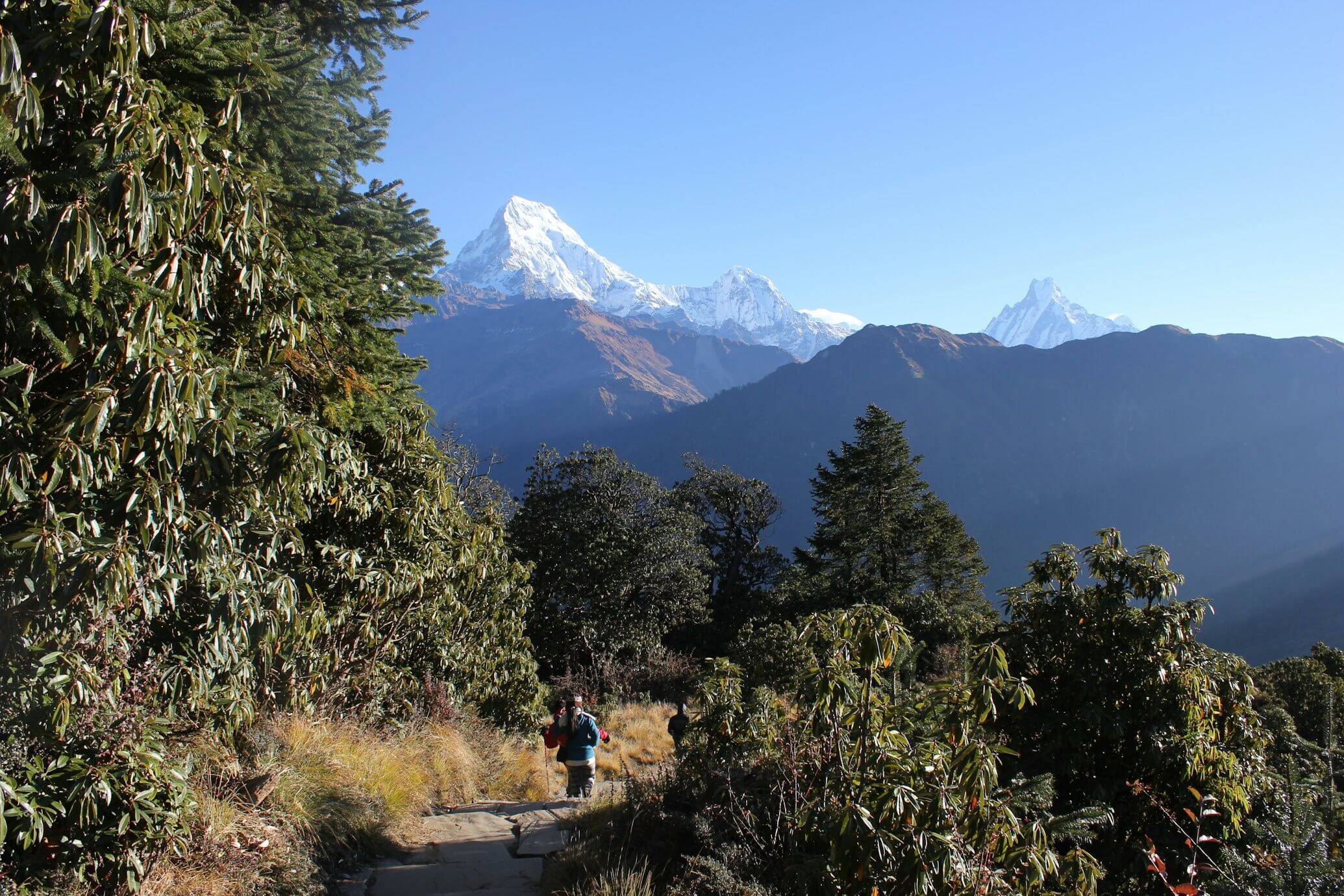 Trekking route in the Langtang region with snow-capped mountains in the background.