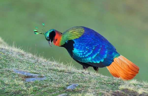Himalayan Monal (Pheasant) spotted at Sagarmatha National Park