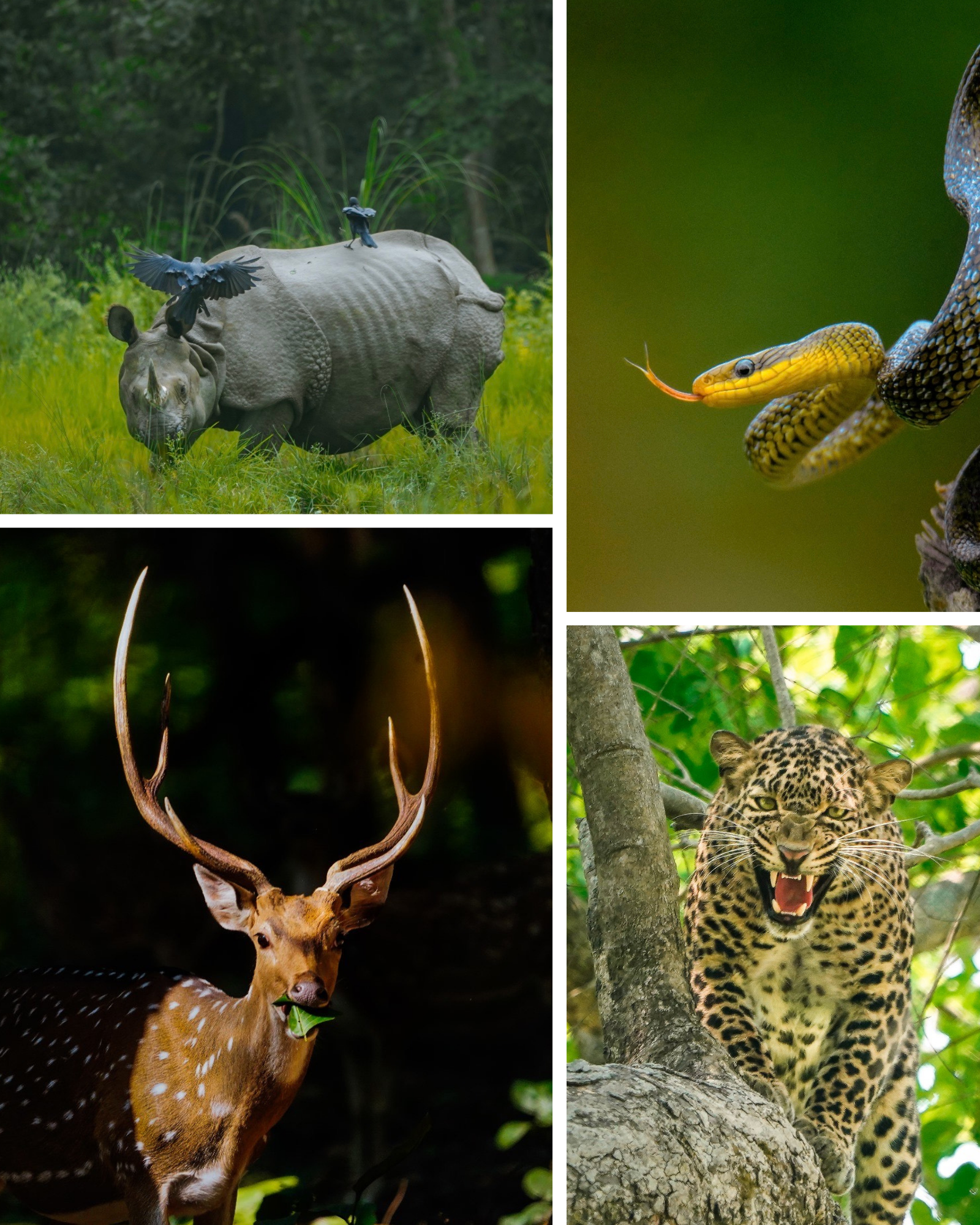 Rhino, Leopard, snake, and deer: Animals found in Bardiya National Park