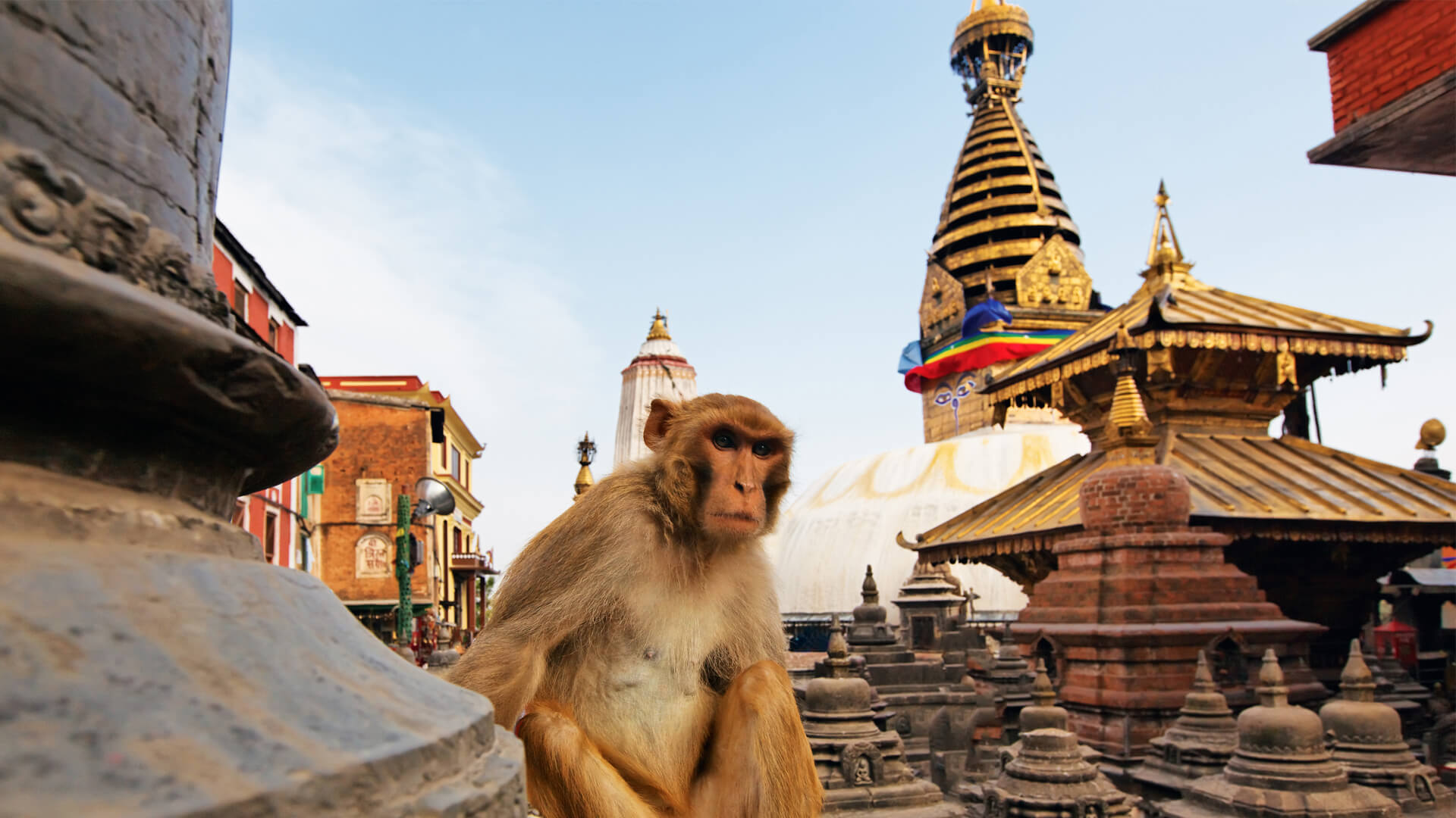 Monkey poses for a photo at Swwayambhunath Mahachaitya.