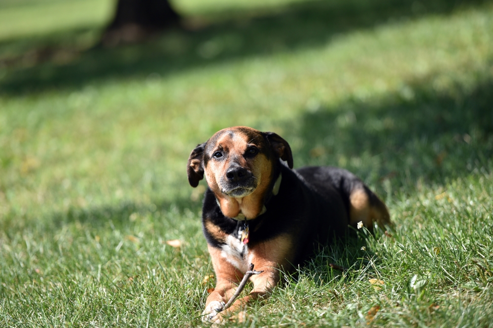 'Humanely' splitting up a dog and its owner actually inhumane and