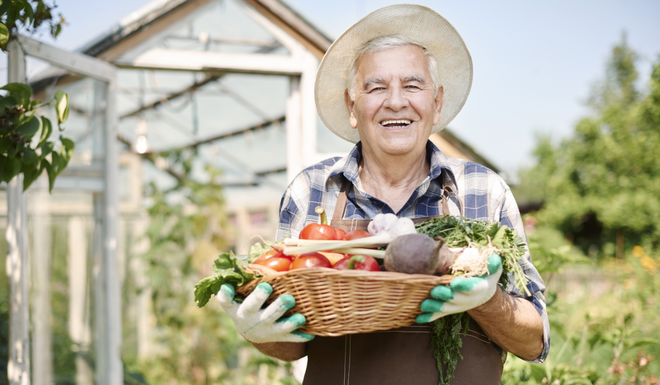 senior farmer harvesting autumn vegetables
