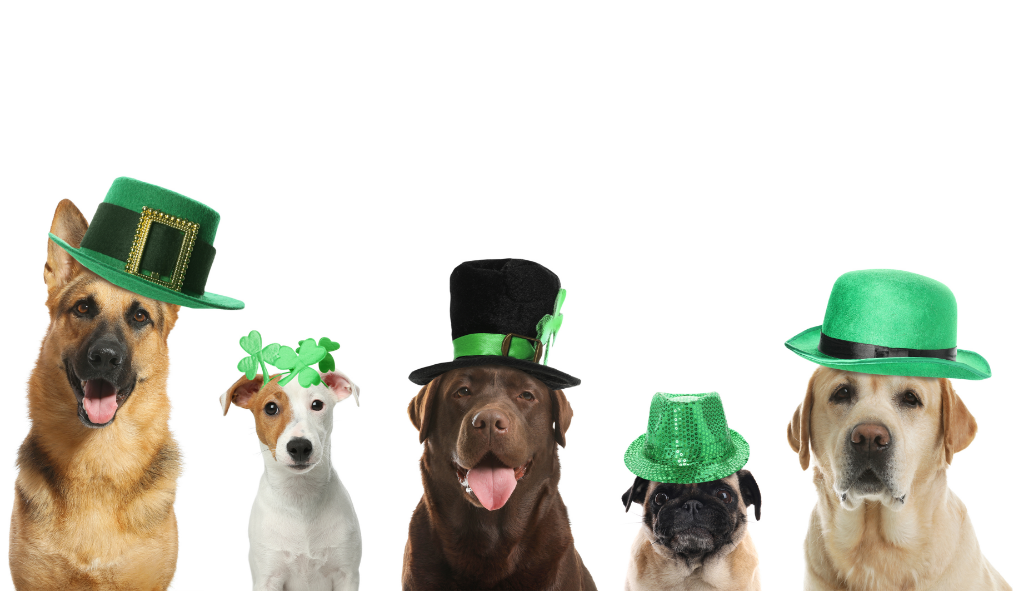 st pattys day dogs wearing st pattys day hats