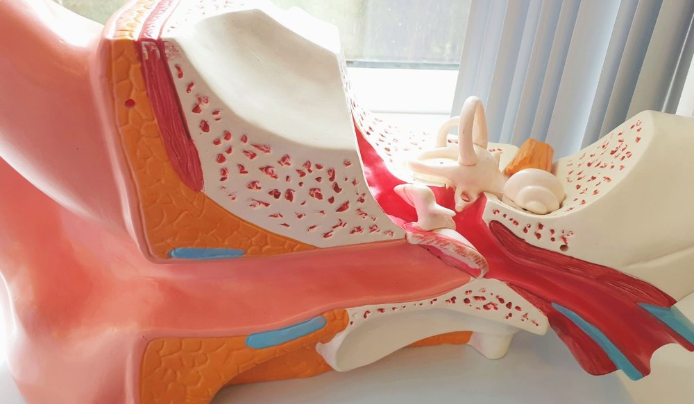 ears medical model close up