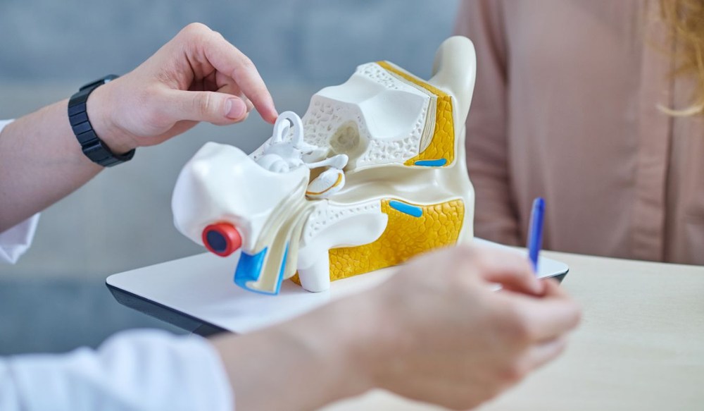 ears medical model in office