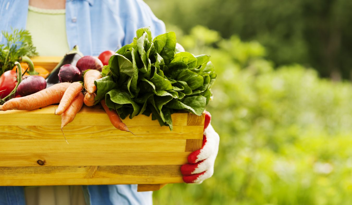basket fresh veggies