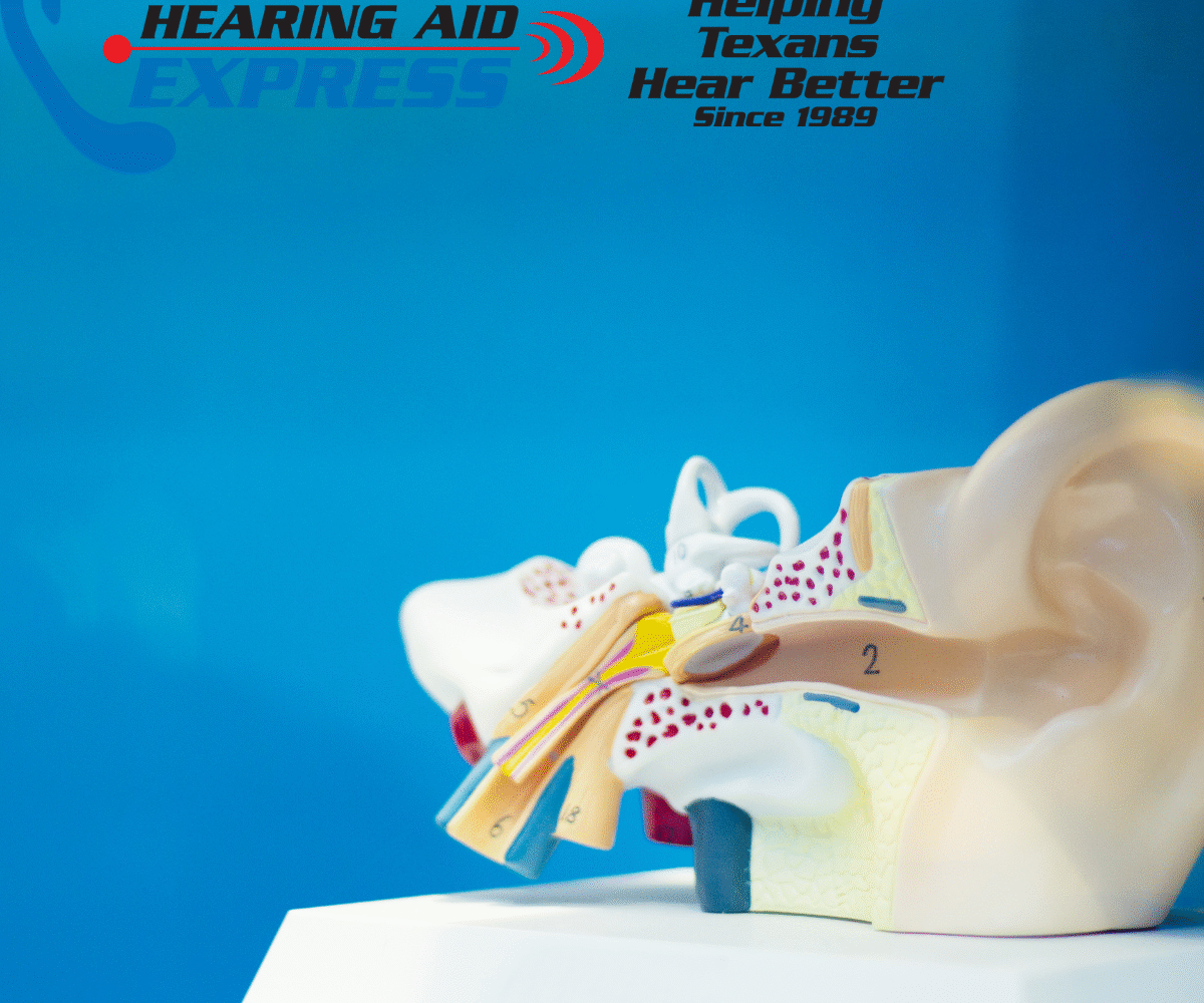 Understanding the Mechanics of Hearing Loss