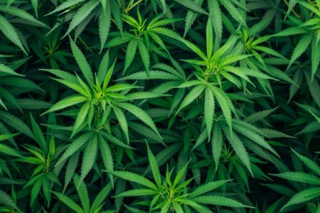 Understanding the Connection Between Cannabinoids and Tinnitus