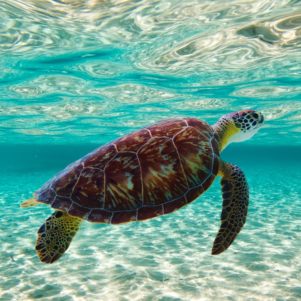 square sea turtle swimming in ocean