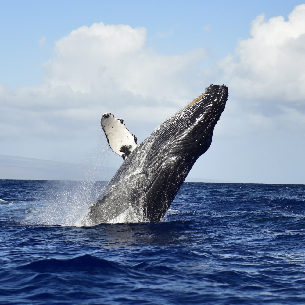 square Humpback Whale Breach