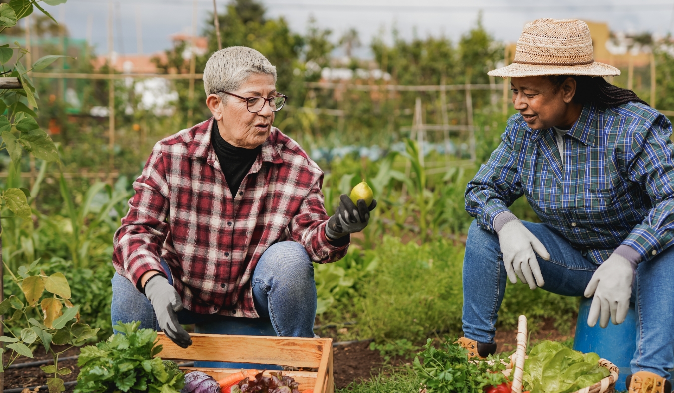 diverse older women gardening in community garden